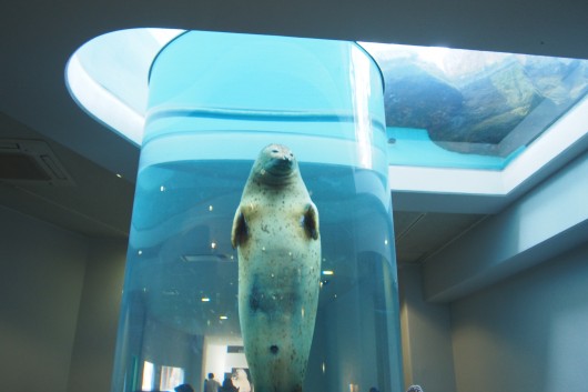 横浜発着 あっとおどろき わっと感動 日本平動物園と国内最大級のアウトレットモール 御殿場プレミアムアウトレット でショッピング 関東発 東京発 日帰りバスツアーのバス旅 オリオンツアー