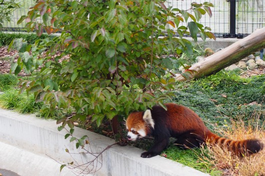 日本平動物園へ行こう 関東発 東京発 日帰りバスツアーのバス旅 オリオンツアー