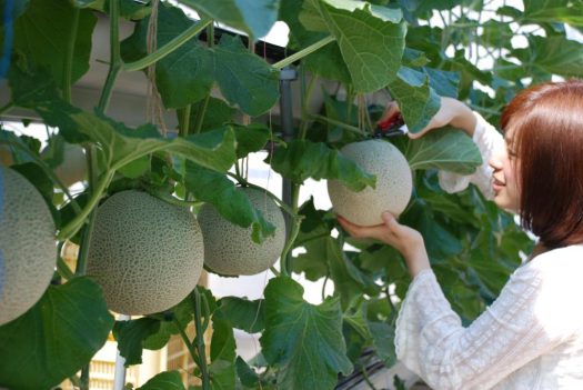 伊良湖オーシャンリゾートランチバイキングと伊良湖メロン狩りへ行く日帰りバスツアー　メロン全部で３玉お持ち帰り　24351A