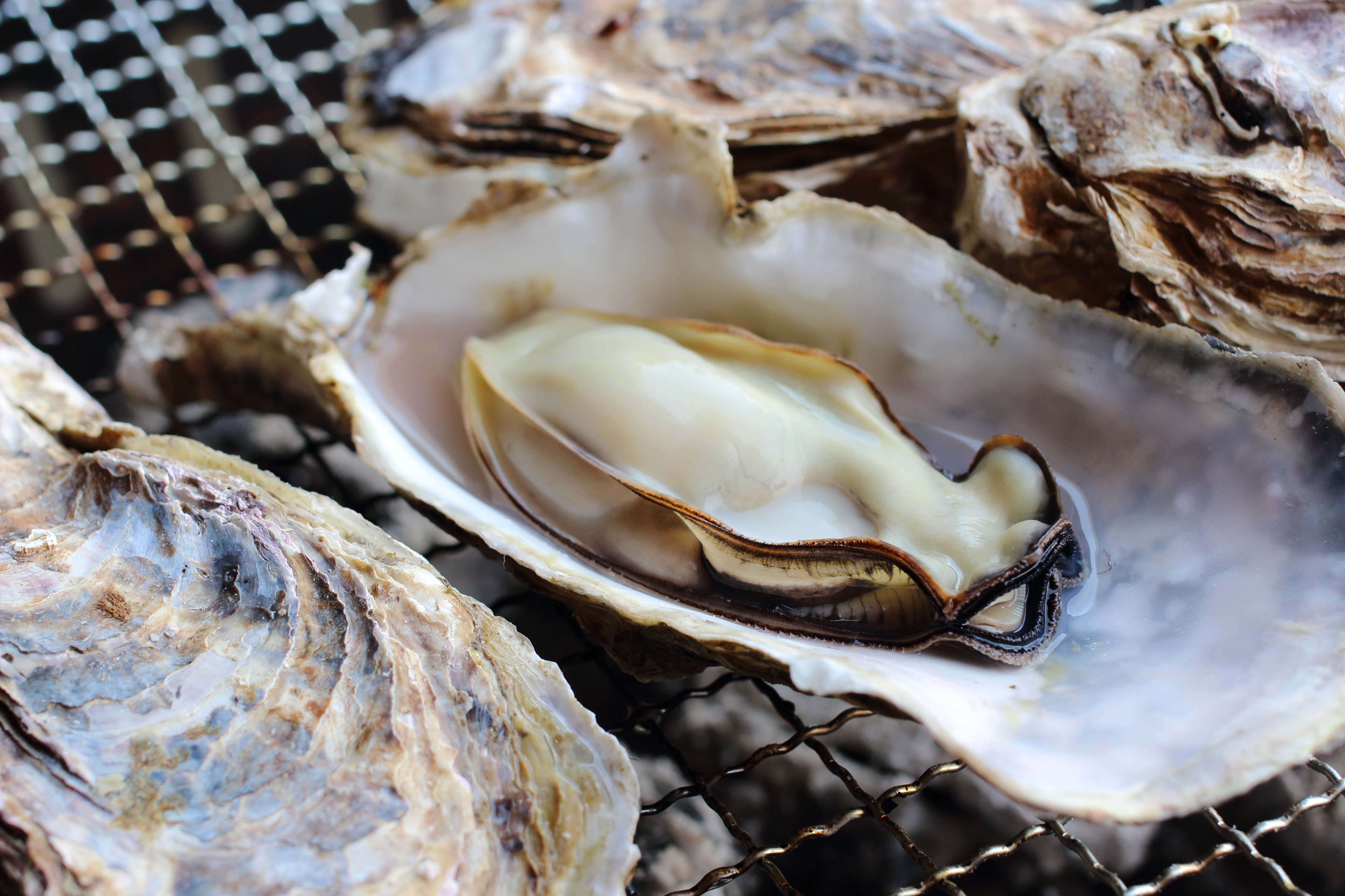 鳥羽浦村かき小屋　焼きかき・蒸しかき食べ放題へ行く日帰りバスツアー　24293A