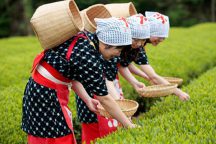 蔵屋鳴沢