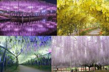 あしかがフラワーパーク ~ふじの花物語~