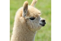 千葉 ２大テーマパークを満喫 鴨川シーワールド マザー牧場 関東発 東京発 日帰りバスツアーのバス旅 オリオンツアー