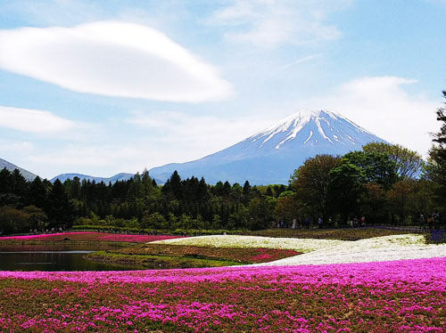 Gwが終わっても 富士芝桜まつり開催しています 関東発 東京発 日帰りバスツアーのバス旅 オリオンツアー