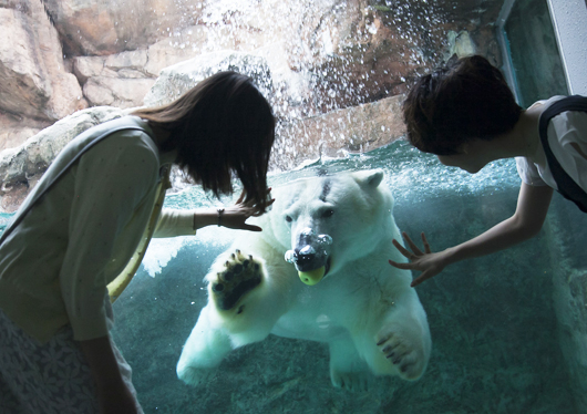 しずおかで過ごす夏休み おどろきと感動の 日本平動物園 と海の不思議を体感 学べる水族館 東海大学海洋科学博物館 清水港ミニクルーズにランチビュッフェ食べ放題 日帰りバスツアー 関東発 東京発 日帰りバスツアーのバス旅 オリオンツアー