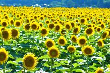 南光ひまわり畑