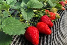 プレミアムいちご★「スカイベリー」と「とちあいか」2種食べ比べ！いちご狩り食べ放題＆あしかがフラワーパーク「光の花の庭」＆果実畑の隠れ家でイタリアンビュッフェ！