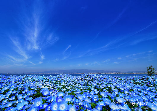 ＼春のトキメキ、見つけた。／心奪われる「青の絨毯」ネモフィラ祭り2026＆ワンランク上のホテルで贅沢ランチビュッフェ＆お財布のリミッター解除！りんくうアウトレットでお買い物🎶