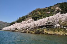 春の絶景🌸「琵琶湖ブルー」×「桜ピンク」の異世界”海津大崎の桜”へ。ヒルトン京都の贅沢ランチビュッフェ🍴と工場見学＆限定スイーツに出会う「atelier京ばあむ」へ🛍️
