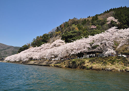 春の絶景🌸「琵琶湖ブルー」×「桜ピンク」の異世界”海津大崎の桜”へ。ヒルトン京都の贅沢ランチビュッフェ🍴と工場見学＆限定スイーツに出会う「atelier京ばあむ」へ🛍️