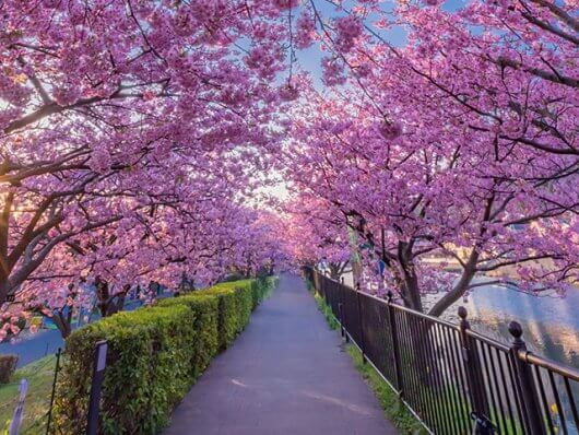 河津桜まつり | オリオンツアー【公式】