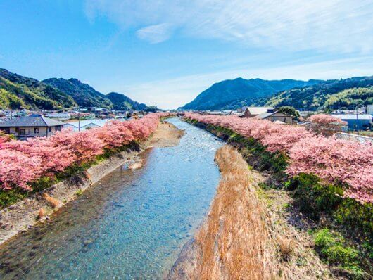 河津桜まつり | オリオンツアー【公式】