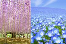 ＜GW出発限定＞見逃せない絶景がココにある！青の奇跡！ネモフィラ【ひたち海浜公園】＆世界一美しいふじのはな物語【あしかがフラワーパーク】