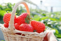 【千葉】オリオンツアー限定!いちご農園さんから特別な贈り物企画!《新品種『房の紅しずく(ふさのべにしずく)』》いちご狩り食べ放題&海鮮浜焼き食べ放題&関東屈指の東京ドイツ村イルミネーション!