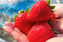 いちごの季節到来★初物いちご狩り食べ放題&あしかがフラワーパーク「光の花の庭」&果実畑の隠れ家でイタリアンビュッフェ&世界初のあんこバー「AOYA CAMPAGNE」
