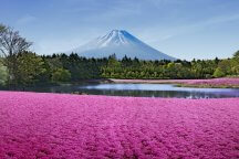 富士芝桜まつり