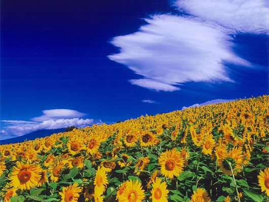 出雲焼 着巾袋花生 (時代) ！！！ 住協の住まい情報｜物件・住宅・不動産