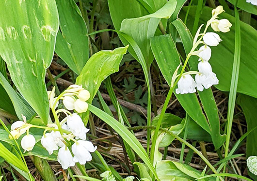 【長野県】花と自然の宝庫！入笠山（にゅうかさやま）を歩こう♪お手軽１DAYフリーハイキング