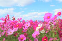 季節の花