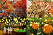 この時期見たい絶景！紅葉とイルミネーション！修善寺もみじ林＆御殿場時之栖イルミネーション『ひかりのすみか』！浜焼き食べ放題とみかん狩り食べ放題！