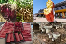 【千葉・茨城】秋の味覚を欲張りW狩り!きのこ狩り&落花生又はさつまいも♪【魚市場でマグロ食べ放題】&王道スポット【牛久大仏】へご案内♪