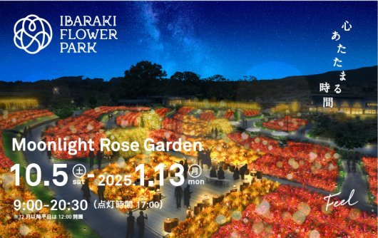 一面が煌めく絶景★いばらきフラワーパーク「Moonlight Rose Garden」＆縁結びの常陸国出雲大社＆絶品！黒毛和牛「俵ハンバーグ」ランチ＆北関東最大級！道の駅でお買い物♪