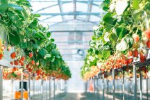 原田いちごファーム