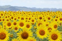 ひまわりの丘公園