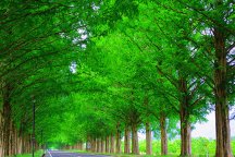 メタセコイア並木