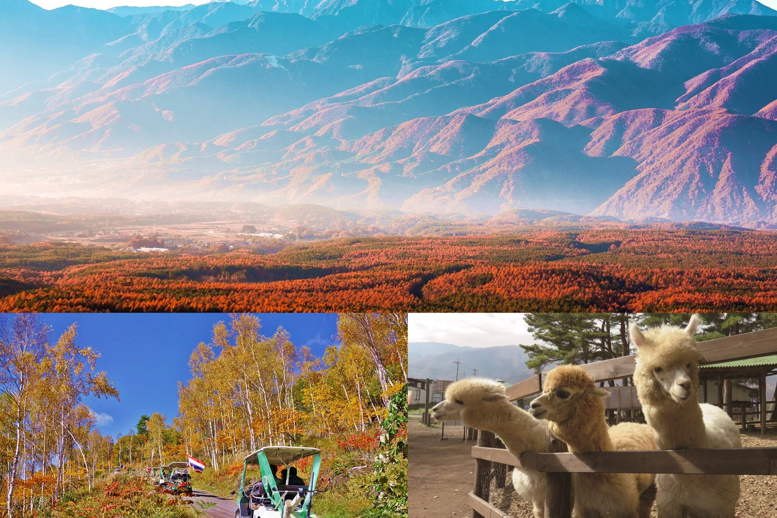 八ヶ岳南麓秋の浪漫紀行　絶景の紅葉を眺める天空カートと癒しの王国『八ヶ岳アルパカ牧場』