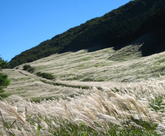 箱根 オファー 仙石原 すすき バス