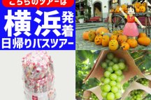 <横浜発>Trick or Treat!秋の花咲く庭園『ハイジの村ハロウィン祭り』とシャインマスカット狩り園内食べ放題&大人気!桔梗信玄餅の詰め放題♪