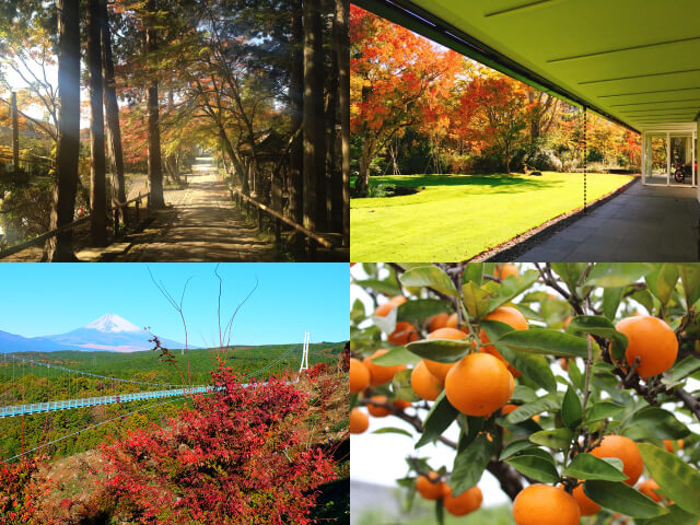 紅葉舞う秋旅☆歴史深い名刹「長安寺」＆「箱根ラリック美術館」で秋を堪能♪絶景！「三島スカイウォーク」に旬のみかん狩りも♪