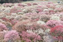 いなべ市農業公園(梅林公園)