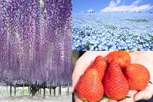 一度は行ってみたかった人気スポットが集結！青の奇跡！ネモフィラ【ひたち海浜公園】＆世界一美しいふじのはな物語【あしかがフラワーパーク】＆いちご狩り食べ放題♪