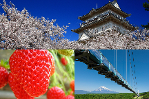 春風に吹かれて！桜舞う小田原城址公園＆いちご狩り食べ放題！富士を望む大吊橋がらの絶景！三島スカイウォーク＜三島コロッケ付＞♪