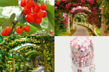 バラと初夏の花咲くハイジの村!スイス&甲州郷土料理ビュッフェに桔梗信玄餅詰め放題♪さくらんぼ狩り園内食べ放題!