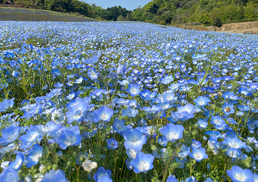 鈴鹿の森庭園