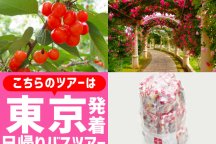 ＜東京駅発＞バラと初夏の花咲くハイジの村！スイス＆甲州郷土料理ビュッフェに桔梗信玄餅詰め放題♪さくらんぼ狩り園内食べ放題！