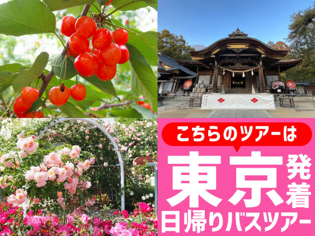＜東京駅発＞お得に行っとく？お手軽さくらんぼ狩り♪初夏を彩る共演！畑の宝石『さくらんぼ』狩り食べ放題＆初夏の花咲くハーブ庭園散策♪