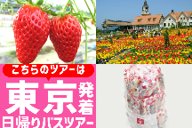 <東京駅発>春の花咲くハイジの村と大人気!桔梗信玄餅詰め放題!スイス&甲州郷土料理ランチビュッフェといちご狩り園内食べ放題♪