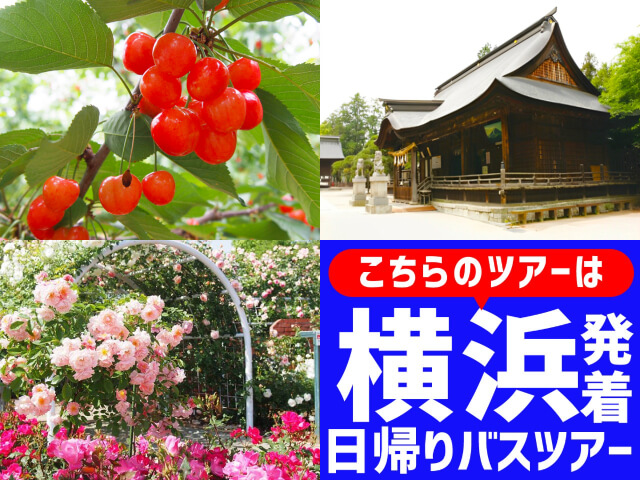 ＜横浜発＞お得に行っとく？お手軽さくらんぼ狩り♪初夏を彩る共演！畑の宝石『さくらんぼ』狩り食べ放題＆初夏の花咲くハーブ庭園散策♪