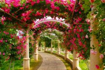 オリオンツアー岐阜名古屋発もぎたてフレッシュ山梨のさくらんぼ狩り食べ放題30分と薔薇の回廊ハイジの村で山梨の郷土料理のランチバイキングと信玄餅詰め放題へ行く日帰りバスツアー