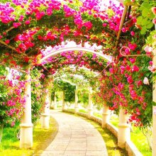 薔薇の回廊