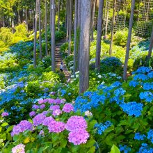 紫陽花（あじさい）