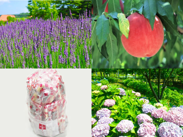 初夏の花咲く庭園めぐりと桔梗信玄餅の詰め放題♪シーズン到来もも狩り園内食べ放題！スイス＆甲州郷土料理ビュッフェに桔梗信玄餅詰め放題も♪