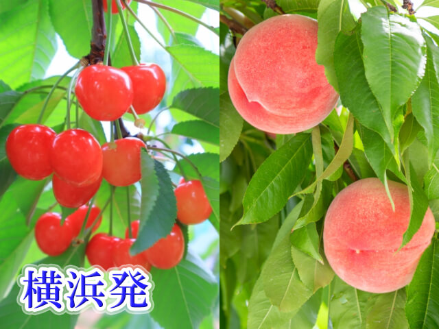 ＜横浜発＞フルーツ大好き！さくらんぼ＆ももＷ狩り！旬の果物食べ放題♪さらに桔梗信玄餅工場テーマパークでお買物も！＜「夏の旬彩膳」昼食付き♪＞