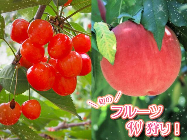 やまなしゴールデンコンビ！さくらんぼ＆ももＷ狩り！スイス＆甲州郷土料理ビュッフェに行列のできる詰め放題『桔梗信玄餅詰め放題』も♪