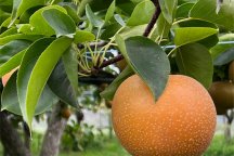 びわこもりやまフルーツランド