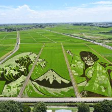 田んぼアート